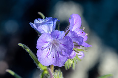 Phacelia linearis