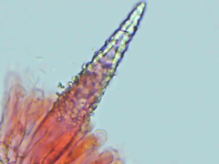 Peniophorella pubera