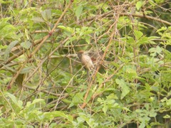 Sinosuthora alphonsiana