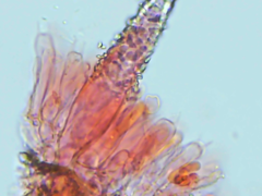 Peniophorella pubera