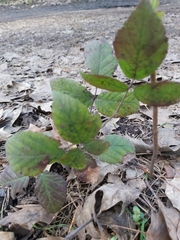 Rubus hirtus