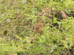 Sinosuthora alphonsiana