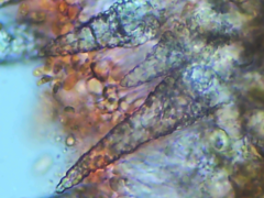 Peniophorella pubera