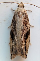 Proteoteras crescentana