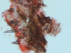 Peniophorella pubera