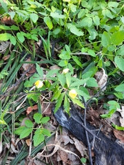 Anemonoides ranunculoides