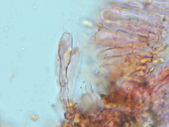 Peniophorella pubera
