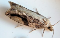 Proteoteras crescentana