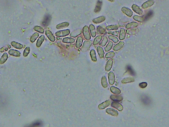 Peniophorella pubera