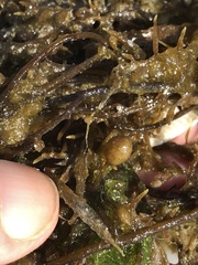 Sargassum filipendula