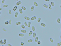 Peniophorella pubera