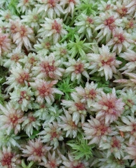 Sphagnum