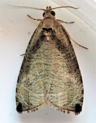 Olethreutes exoletum