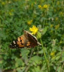 Vanessa cardui