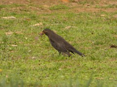 Turdus mandarinus