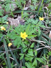 Anemonoides ranunculoides