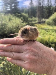 Zapus hudsonius luteus