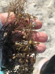 Sargassum filipendula