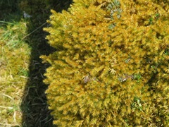 Breutelia chrysocoma