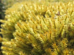 Breutelia chrysocoma