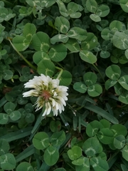 Trifolium repens