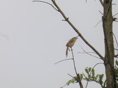 Prinia inornata