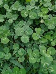 Trifolium repens