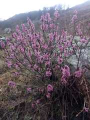 Daphne mezereum