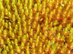 Imbribryum alpinum