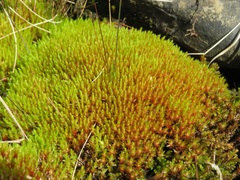 Imbribryum alpinum