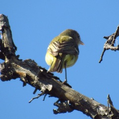 Vireo bellii
