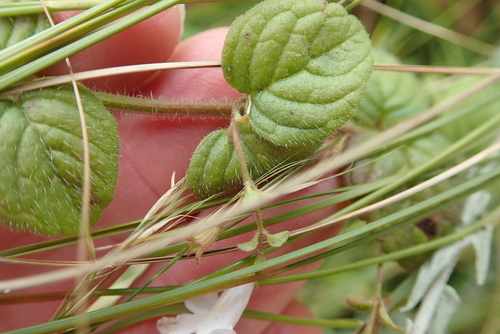 Image of Killickia pilosa by no rights reserved