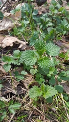Urtica dioica