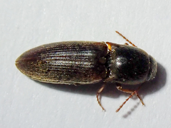Agriotes sputator