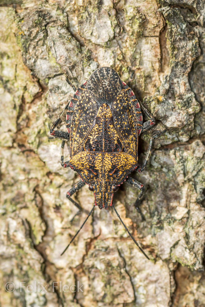 Brochymena tenebrosa