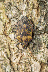 Brochymena tenebrosa