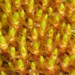 Imbribryum alpinum