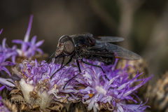Copestylum mexicanum