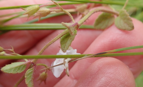 Image of Killickia pilosa by no rights reserved
