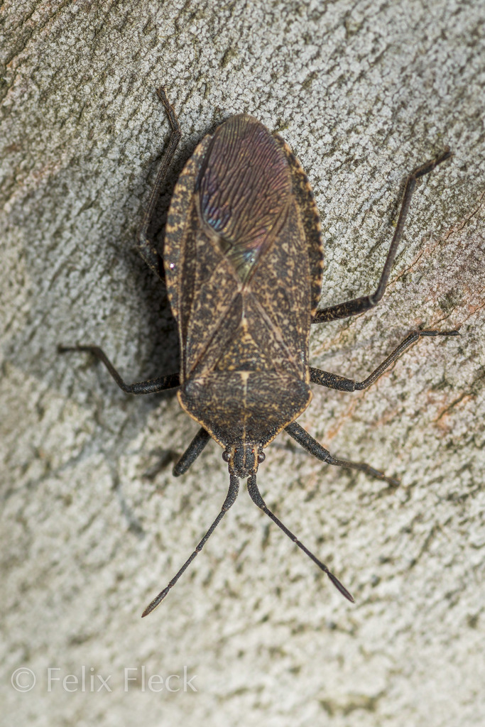 Cimolus