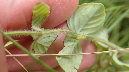 Image of Killickia pilosa by no rights reserved