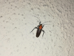 Prepopsoides schumanni