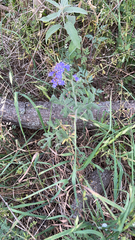 Phacelia congesta