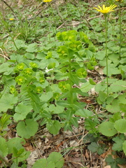 Euphorbia condylocarpa