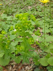 Euphorbia condylocarpa