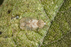 Gargaphia patricia