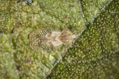 Gargaphia patricia