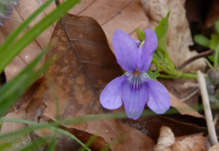 Viola
