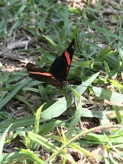 Adelpha lycorias lycorias