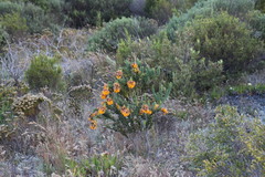 Liparia splendens splendens